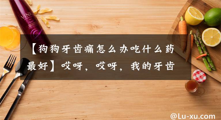 【狗狗牙齿痛怎么办吃什么药最好】哎呀，哎呀，我的牙齿好疼|狗猫口腔保健，科普一下