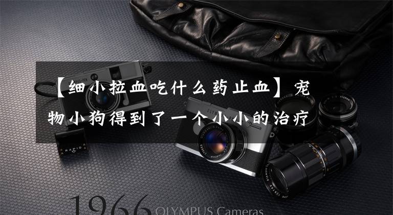 【细小拉血吃什么药止血】宠物小狗得到了一个小小的治疗方法