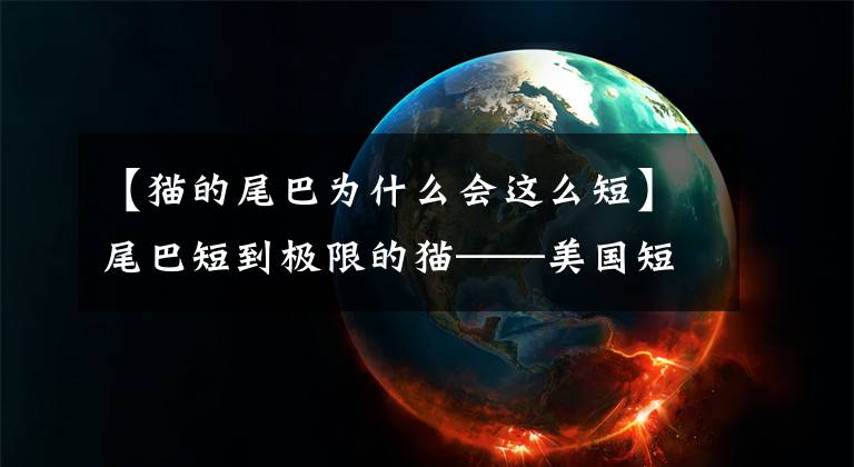【猫的尾巴为什么会这么短】尾巴短到极限的猫——美国短尾猫