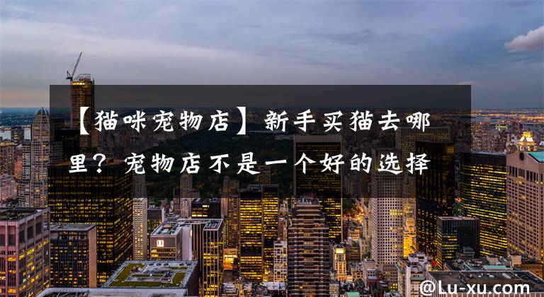【猫咪宠物店】新手买猫去哪里？宠物店不是一个好的选择