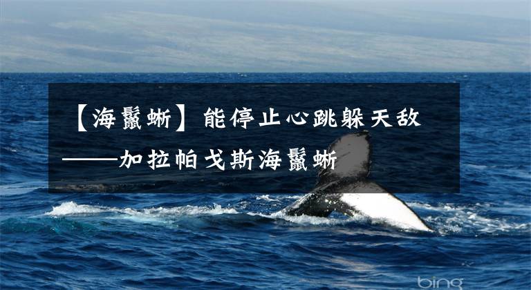 【海鬣蜥】能停止心跳躲天敌——加拉帕戈斯海鬣蜥