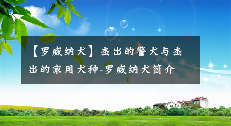 【罗威纳犬】杰出的警犬与杰出的家用犬种-罗威纳犬简介
