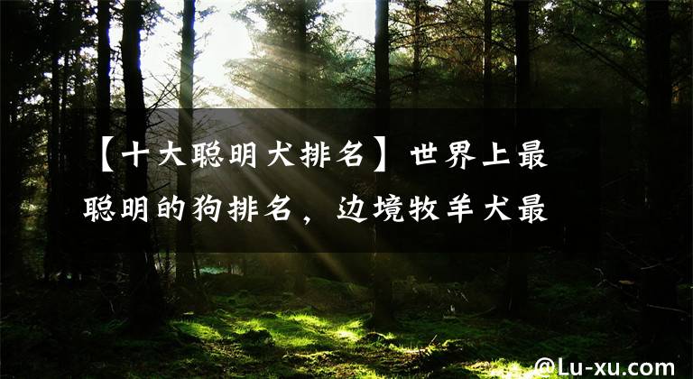 【十大聪明犬排名】世界上最聪明的狗排名，边境牧羊犬最会察言观色