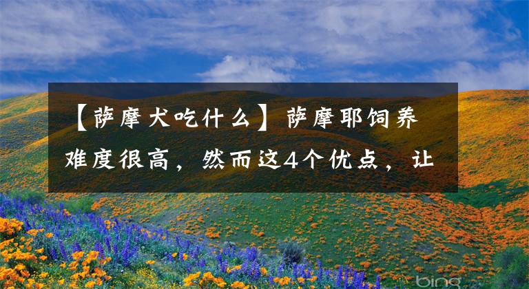 【萨摩犬吃什么】萨摩耶饲养难度很高，然而这4个优点，让铲屎官为它痴狂