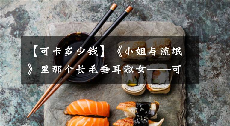 【可卡多少钱】《小姐与流氓》里那个长毛垂耳淑女——可卡犬