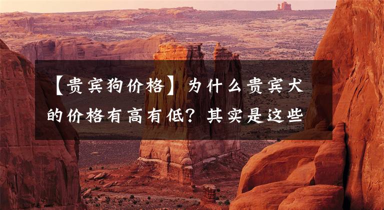 【贵宾狗价格】为什么贵宾犬的价格有高有低？其实是这些因素决定的，你买贵了吗