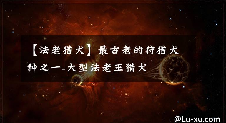 【法老猎犬】最古老的狩猎犬种之一-大型法老王猎犬