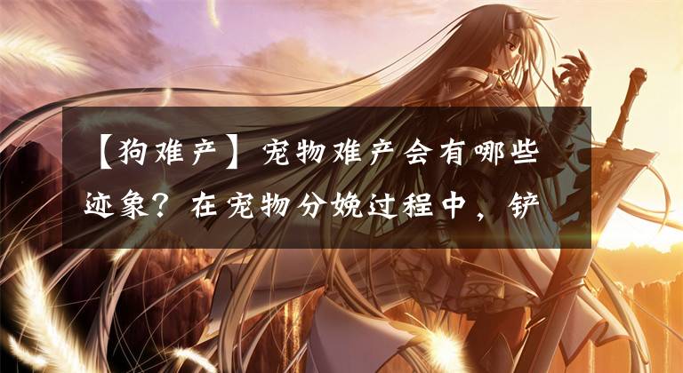 【狗难产】宠物难产会有哪些迹象？在宠物分娩过程中，铲屎官要注意什么？