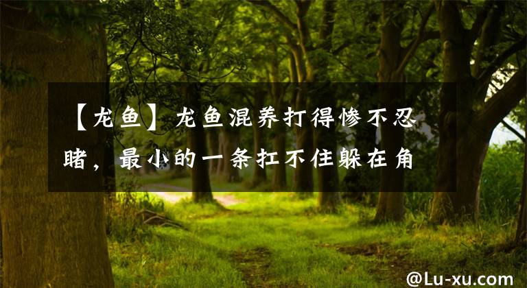 【龙鱼】龙鱼混养打得惨不忍睹，最小的一条扛不住躲在角落挂了，全是经验