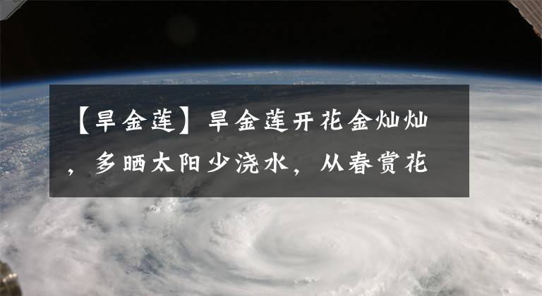 【旱金莲】旱金莲开花金灿灿，多晒太阳少浇水，从春赏花到秋天