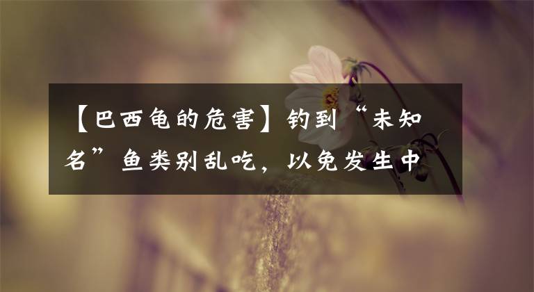 【巴西龟的危害】钓到“未知名”鱼类别乱吃，以免发生中毒及有机会“领银手镯”