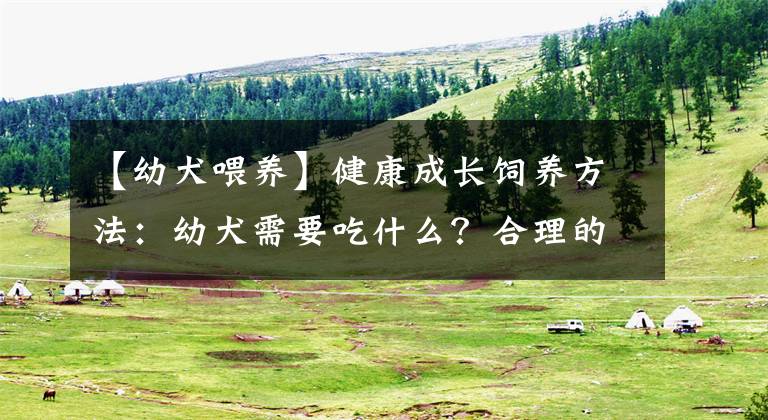 【幼犬喂养】健康成长饲养方法：幼犬需要吃什么？合理的喂食方式是怎么样的？