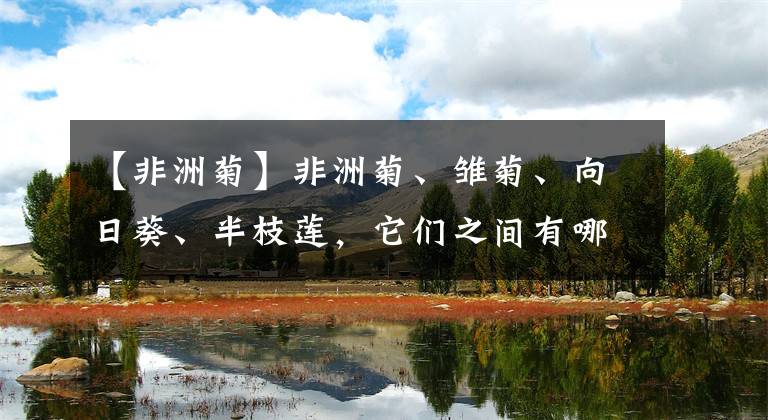 【非洲菊】非洲菊、雏菊、向日葵、半枝莲，它们之间有哪些区别，如何分辨？