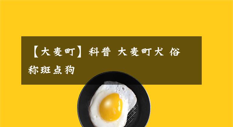 【大麦町】科普 大麦町犬 俗称斑点狗