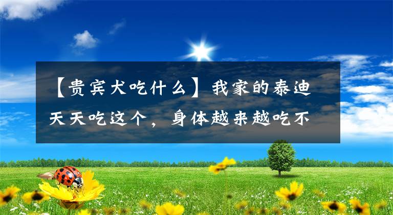 【贵宾犬吃什么】我家的泰迪天天吃这个，身体越来越吃不消了！