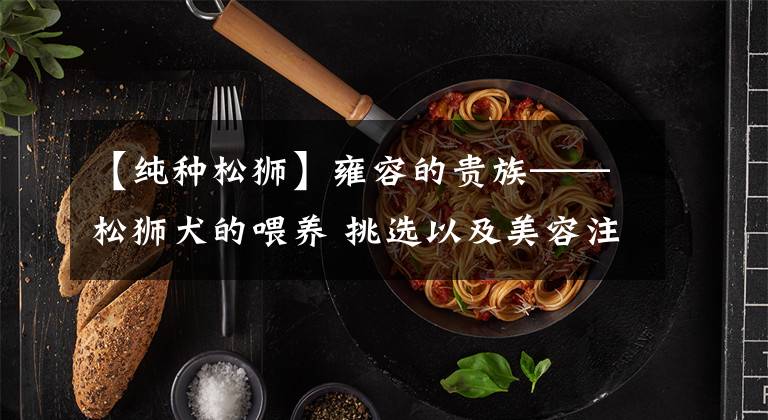 【纯种松狮】雍容的贵族——松狮犬的喂养 挑选以及美容注意事项等统统在这里
