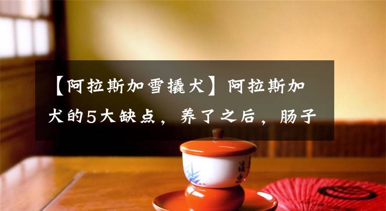 【阿拉斯加雪撬犬】阿拉斯加犬的5大缺点，养了之后，肠子都悔青了