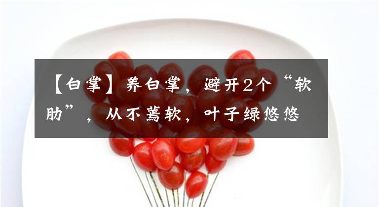 【白掌】养白掌，避开2个“软肋”，从不蔫软，叶子绿悠悠，花儿白皙美艳