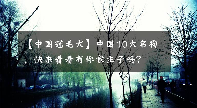 【中国冠毛犬】中国10大名狗，快来看看有你家主子吗？
