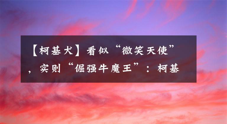 【柯基犬】看似“微笑天使”，实则“倔强牛魔王”：柯基犬性格解析