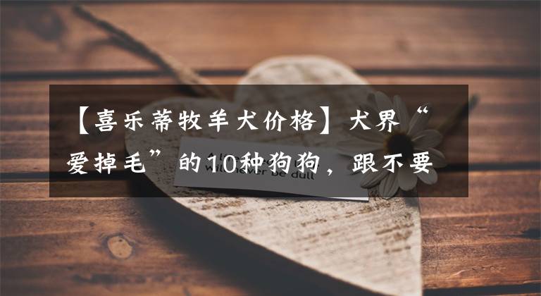 【喜乐蒂牧羊犬价格】犬界“爱掉毛”的10种狗狗，跟不要钱一样，过敏者慎养！