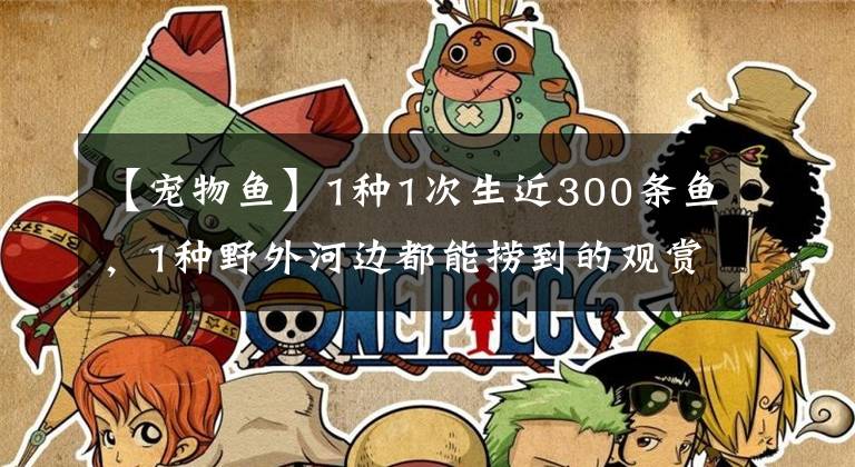 【宠物鱼】1种1次生近300条鱼，1种野外河边都能捞到的观赏鱼，这两种真好养