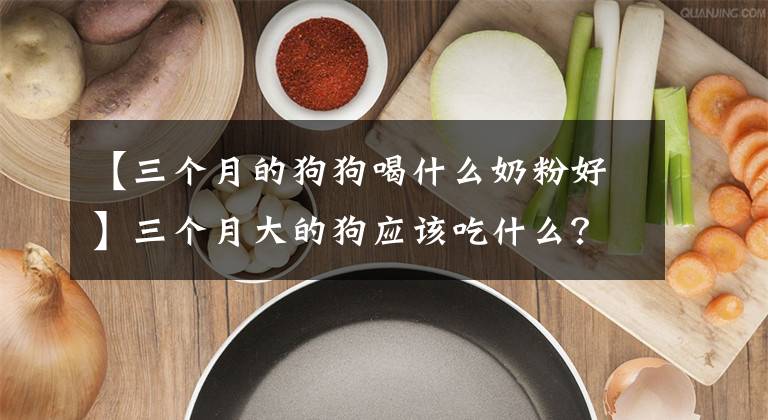 【三个月的狗狗喝什么奶粉好】三个月大的狗应该吃什么？早点吃狗粮吗？