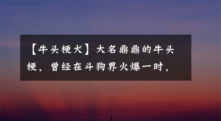 【牛头梗犬】大名鼎鼎的牛头梗，曾经在斗狗界火爆一时，后被比特犬代替