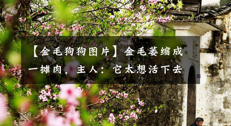 【金毛狗狗图片】金毛萎缩成一摊肉，主人：它太想活下去了…