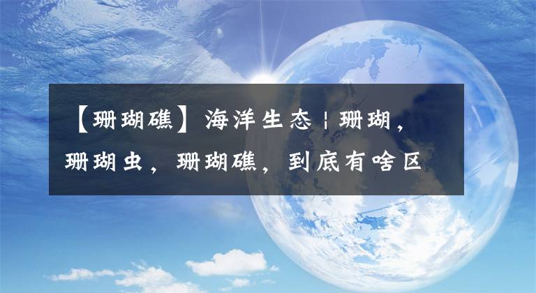 【珊瑚礁】海洋生态 | 珊瑚，珊瑚虫，珊瑚礁，到底有啥区别？