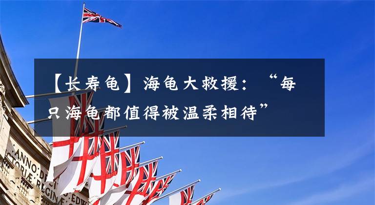 【长寿龟】海龟大救援：“每只海龟都值得被温柔相待”