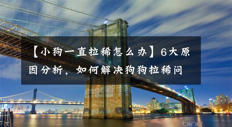 【小狗一直拉稀怎么办】6大原因分析，如何解决狗狗拉稀问题？