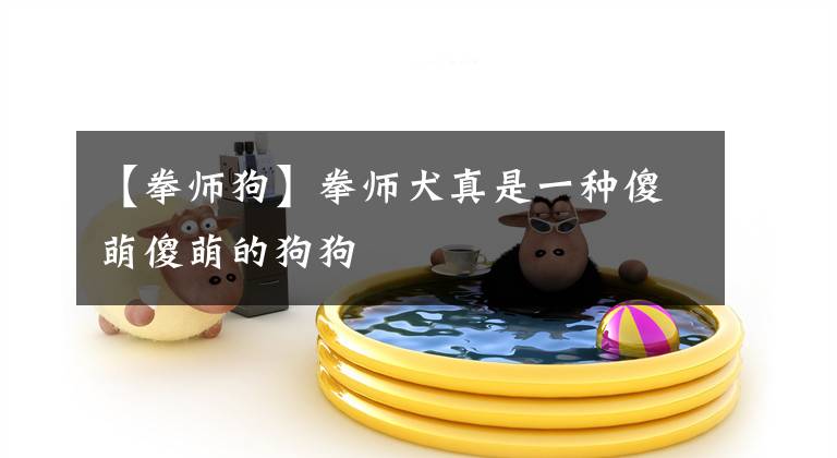 【拳师狗】拳师犬真是一种傻萌傻萌的狗狗