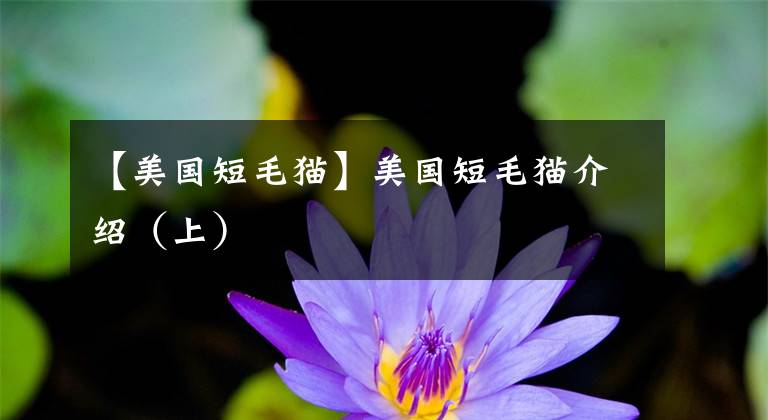 【美国短毛猫】美国短毛猫介绍（上）