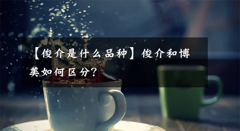 【俊介是什么品种】俊介和博美如何区分？