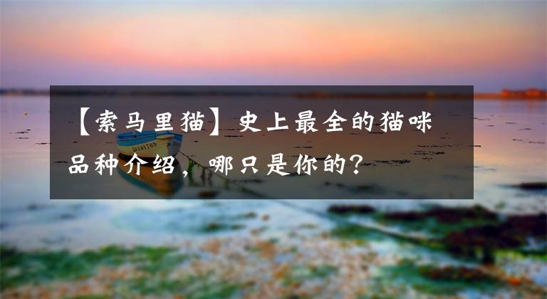 【索马里猫】史上最全的猫咪品种介绍，哪只是你的？