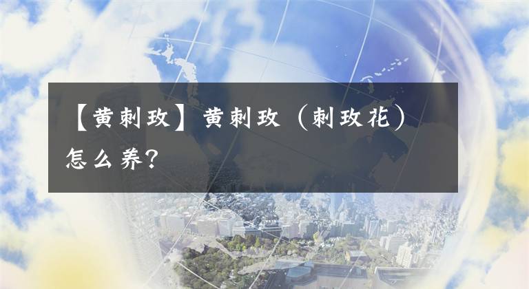 【黄刺玫】黄刺玫（刺玫花）怎么养？