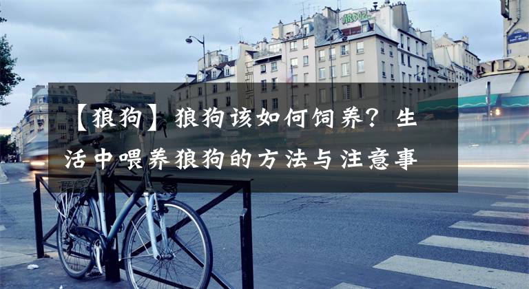 【狼狗】狼狗该如何饲养？生活中喂养狼狗的方法与注意事项！