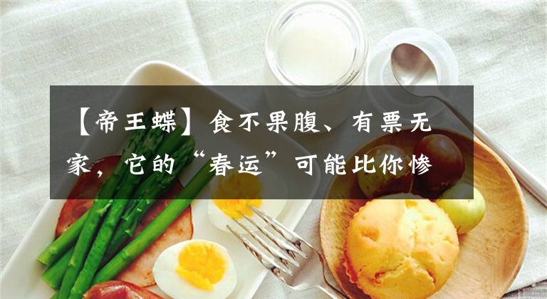 【帝王蝶】食不果腹、有票无家，它的“春运”可能比你惨