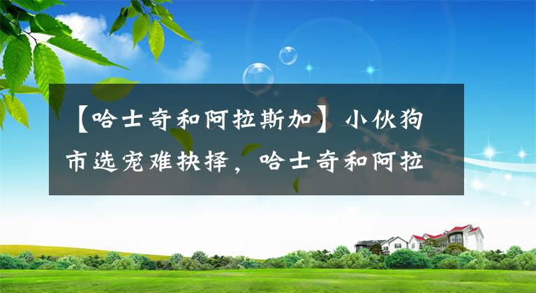 【哈士奇和阿拉斯加】小伙狗市选宠难抉择，哈士奇和阿拉斯加到底哪个好？