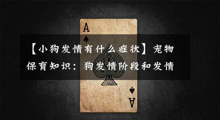 【小狗发情有什么症状】宠物保育知识：狗发情阶段和发情症状