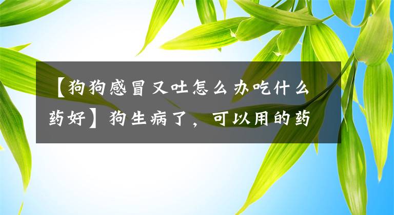 【狗狗感冒又吐怎么办吃什么药好】狗生病了，可以用的药，为了以防万一，马起来了