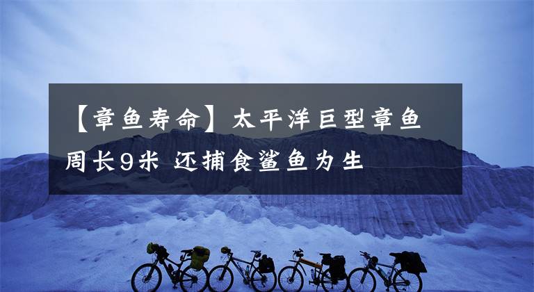 【章鱼寿命】太平洋巨型章鱼周长9米 还捕食鲨鱼为生
