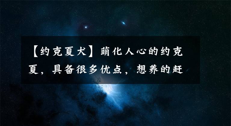 【约克夏犬】萌化人心的约克夏，具备很多优点，想养的赶紧了