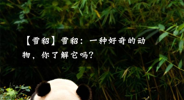 【雪貂】雪貂：一种好奇的动物，你了解它吗？