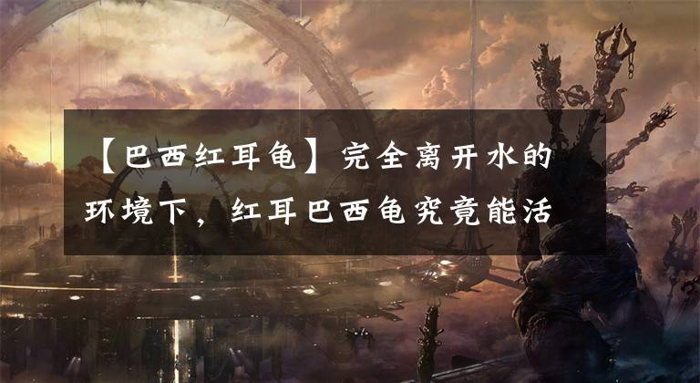 【巴西红耳龟】完全离开水的环境下，红耳巴西龟究竟能活多久？