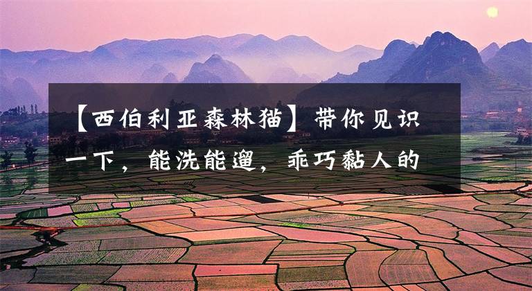 【西伯利亚森林猫】带你见识一下，能洗能遛，乖巧黏人的西伯利亚森林猫