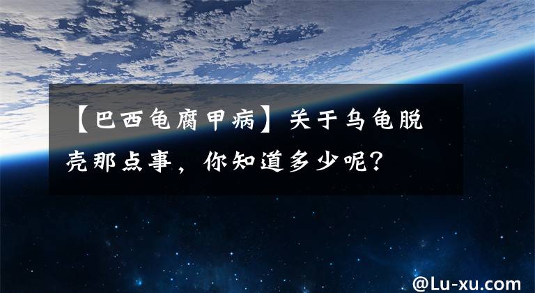 【巴西龟腐甲病】关于乌龟脱壳那点事，你知道多少呢？