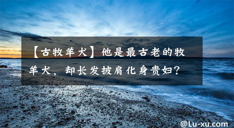 【古牧羊犬】他是最古老的牧羊犬，却长发披肩化身贵妇？这就是英国古代牧羊犬