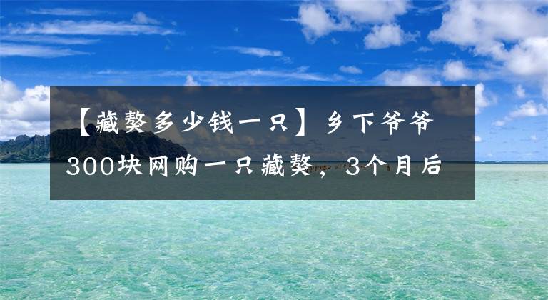 【藏獒多少钱一只】乡下爷爷300块网购一只藏獒，3个月后死活要退货